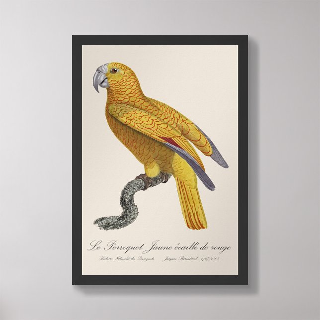 Le Perroquet Jaune ecaille de rouge  Photo Print (Creator Uploaded)