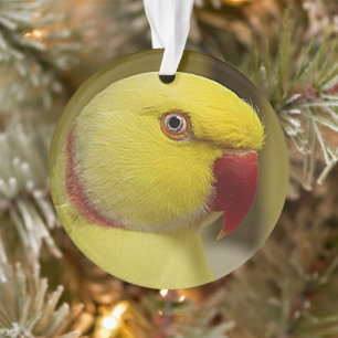 Le perroquet jaune vif de l'Indien Lutino Ringneck