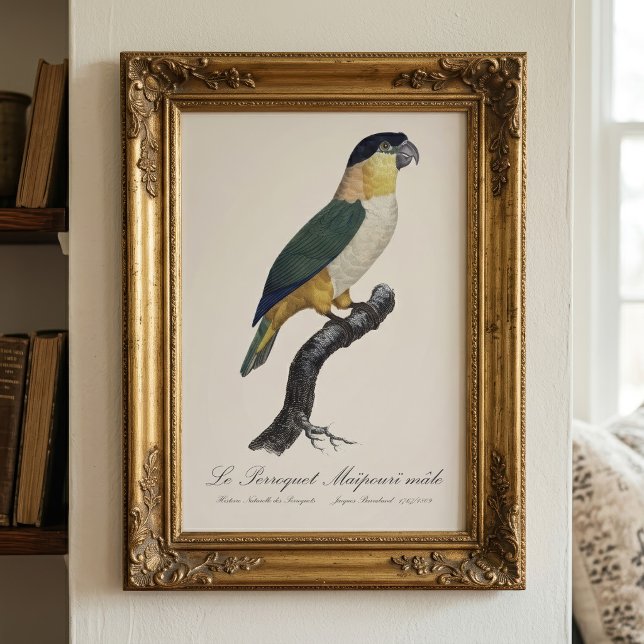 Le Perroquet Maipouri  / Black-headed parrot  Photo Print (Black-Headed Male Parrot, Pionites Melanocephalus. Photo Print)