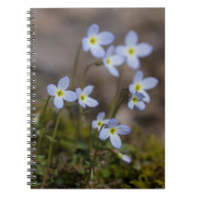 Le petit pourpre de Bluets fleurit le carnet de
