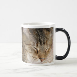 Le petit somme de chat Morph la tasse