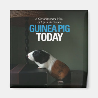 Le porc de Guinée aujourd'hui Magnet photo