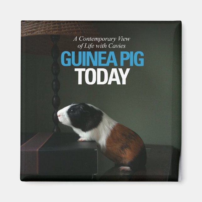 Le porc de Guinée aujourd'hui Magnet photo (Devant)