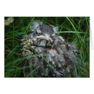 Le premier printemps de Baby Robin