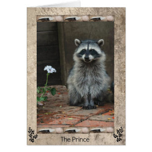 Le prince du raton laveur