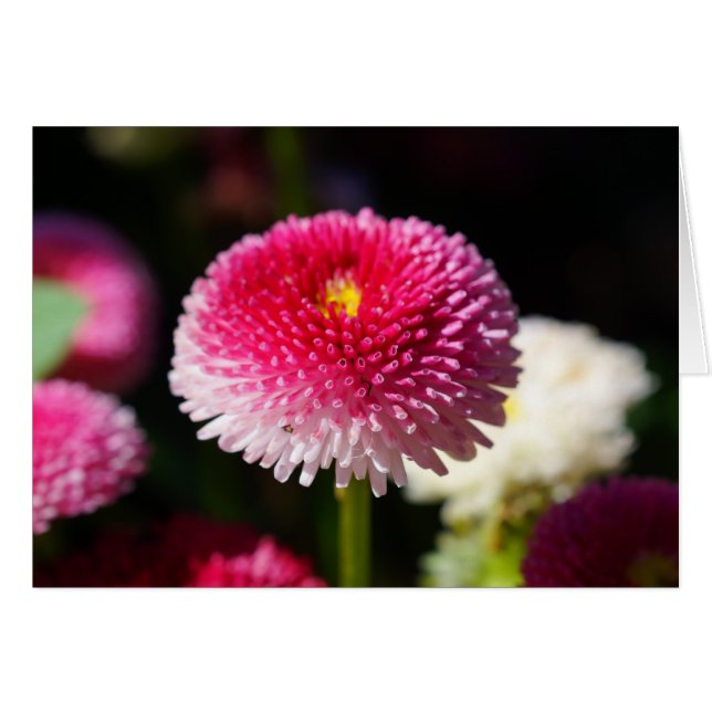 Le printemps a Sprung ! (Devant horizontal)