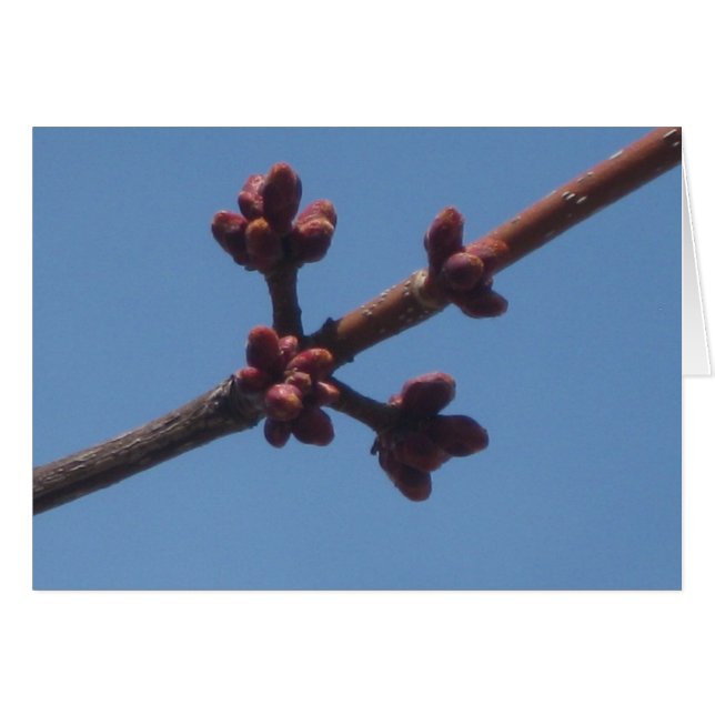 Le printemps commence à émerger (Devant horizontal)