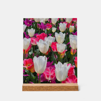 Le printemps est en fleurs