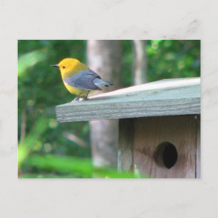 Le Prothonotary réclame la carte postale de boîte