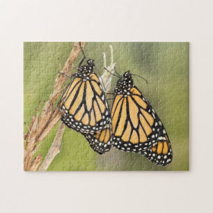 Le puzzle de deux papillons Monarques