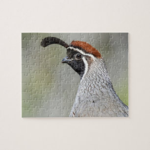 Le puzzle de la caille de Gambel