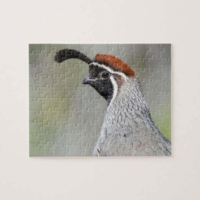 Le puzzle de la caille de Gambel (Horizontal)