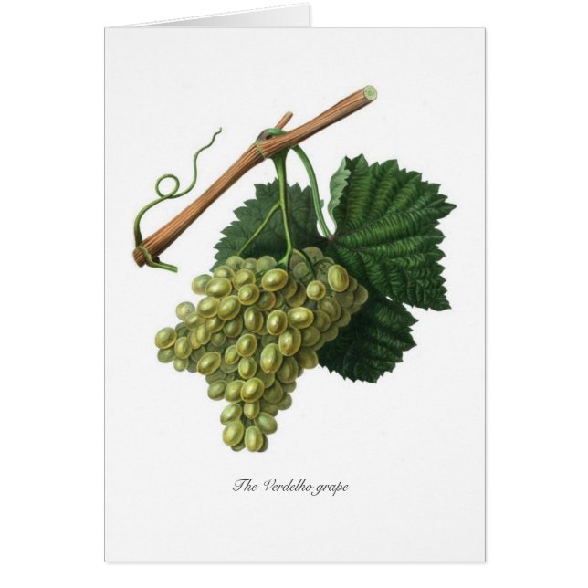 Le raisin de Verdelho (Devant)