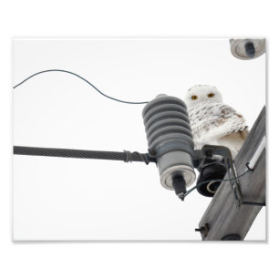 Le Regal Snowy - Impression photo 8x10