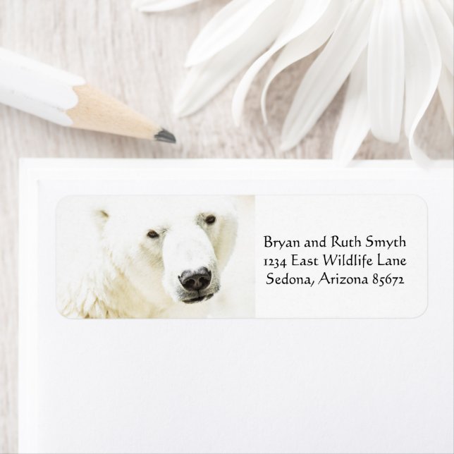 Le regard d'Icy d'un ours polaire (En situation)