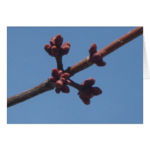 Le ressort commence à émerger