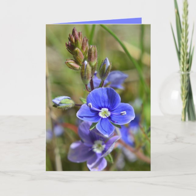 Le ressort fleurit la carte de voeux (Devant)