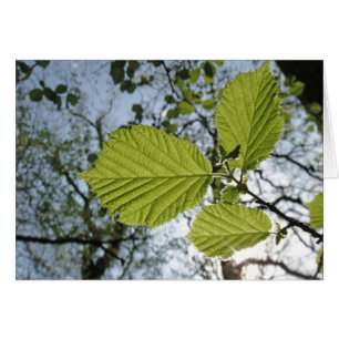 Le ressort part de la carte