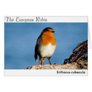 Le Robin européen