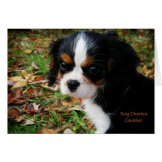 Le Roi Charles Cavalier Spaniel