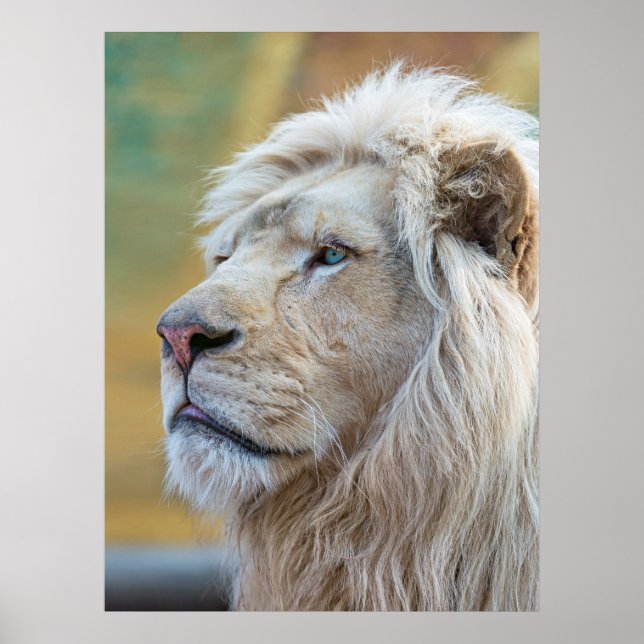 Le Roi de la Jungle Lion Imprimer Poster Oeuvre mu (Devant)