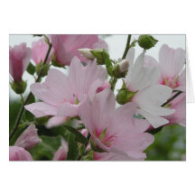 Le rose fleurit la famille d'Impatiens