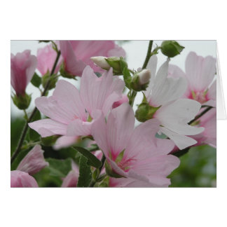 Le rose fleurit la famille d'Impatiens