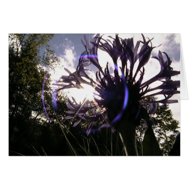 le soleil universel (Devant horizontal)