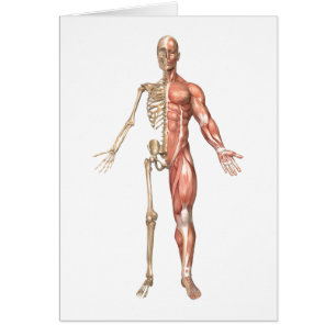 Le Squelette Humain Et Le Système Musculaire, Avan
