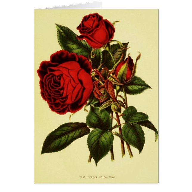 Le sultan de Zanzibar s'est levé (Devant)