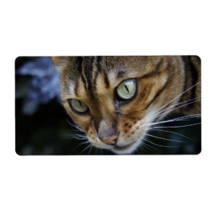 Le superbe chat du Bengale