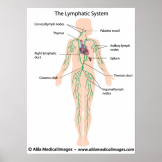 Le système lymphatique étiqueté Poster