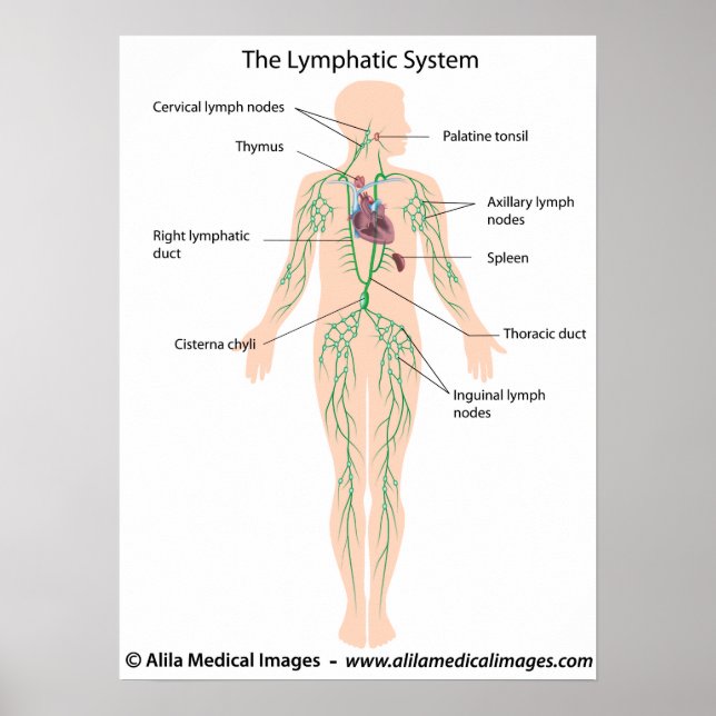 Le système lymphatique étiqueté Poster (Devant)