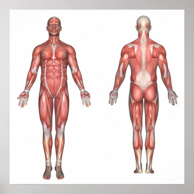 Le système musculaire affiche sans étiquette (Devant)