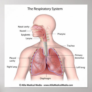 Le système respiratoire étiqueté affiche