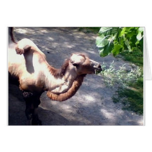 Le temps du chameau ! Zoo Animaux