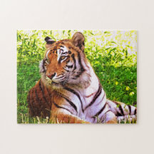 Le tigre du Bengale dans le puzzle de l'herbe