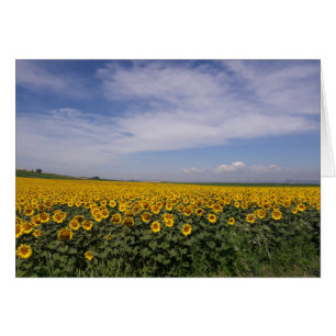 Le tournesol met en place la carte vierge