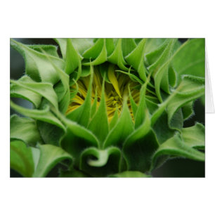 Le tournesol réveille la carte