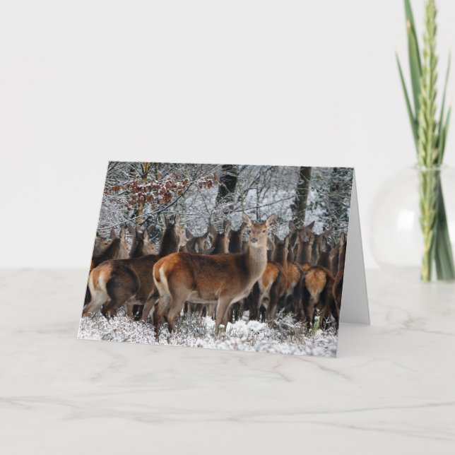 Le troupeau de carte de Valentine de cerfs communs (Devant)