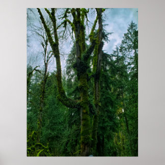 Le vert dans les arbres Poster