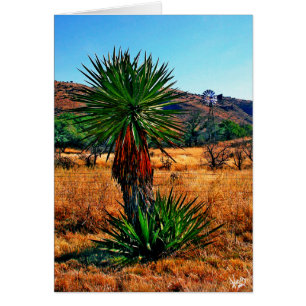 Le yucca rencontre le moulin à vent