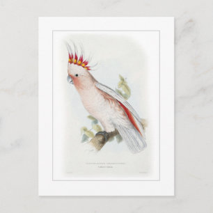 Leadbeater's cockatoo postcard