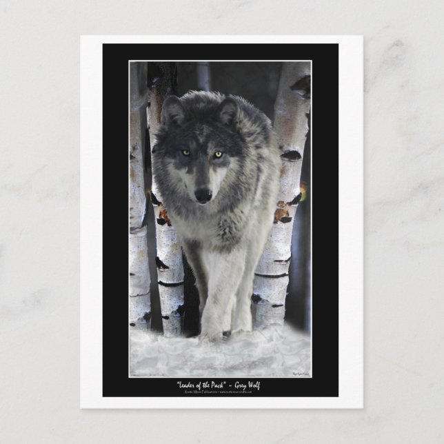 LEADER DU PACK ~ Cartes postales Wolf (Devant)