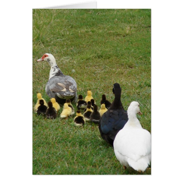 Leading The Family Muscovies In A Line (Front)