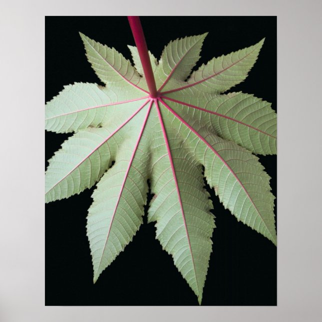 Leaf and Stem Poster (Front)
