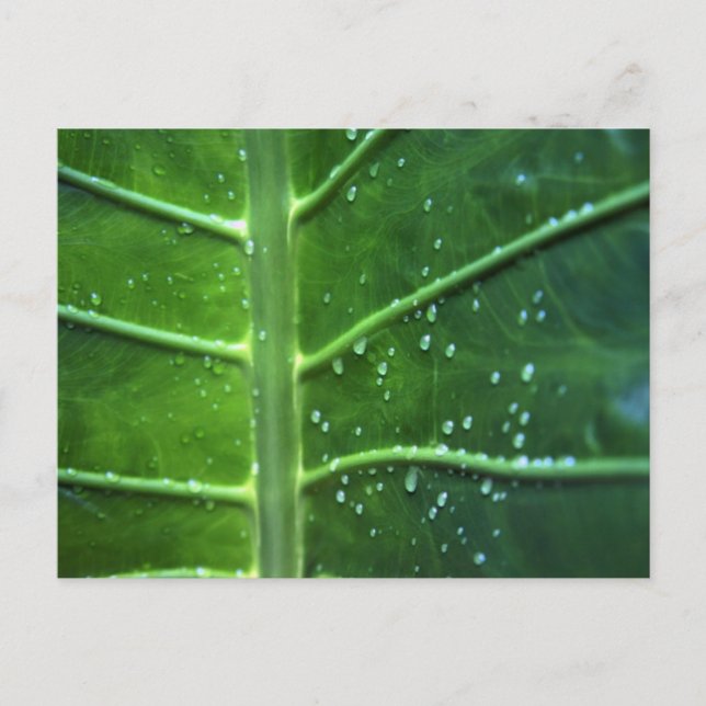 Leaf and Water Droplets Postcard (Front)