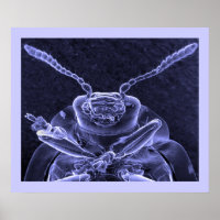 Leaf Beetle Image - Scanning Electron Microscope