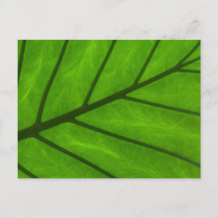 Leaf Closeup Postcard