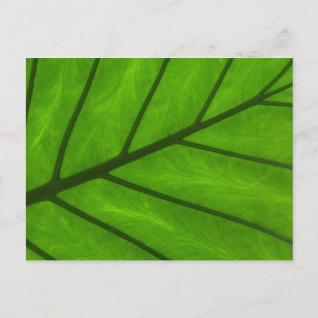 Leaf Closeup Postcard (Front)